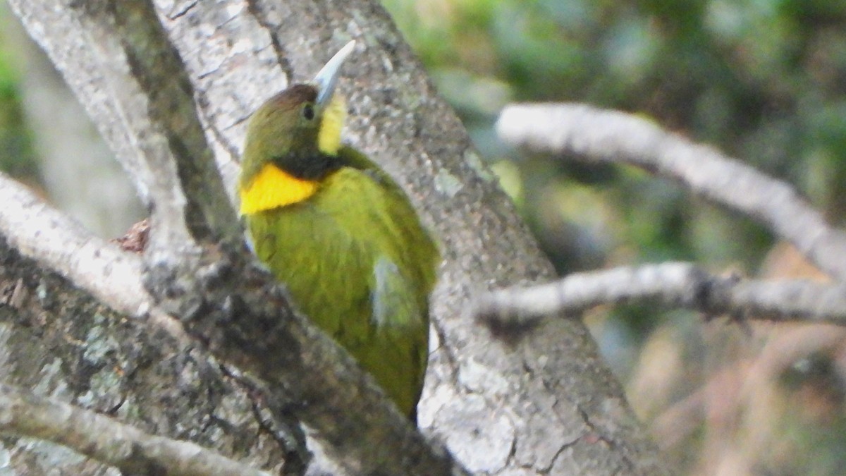 Greater Yellownape - Girish Chhatpar