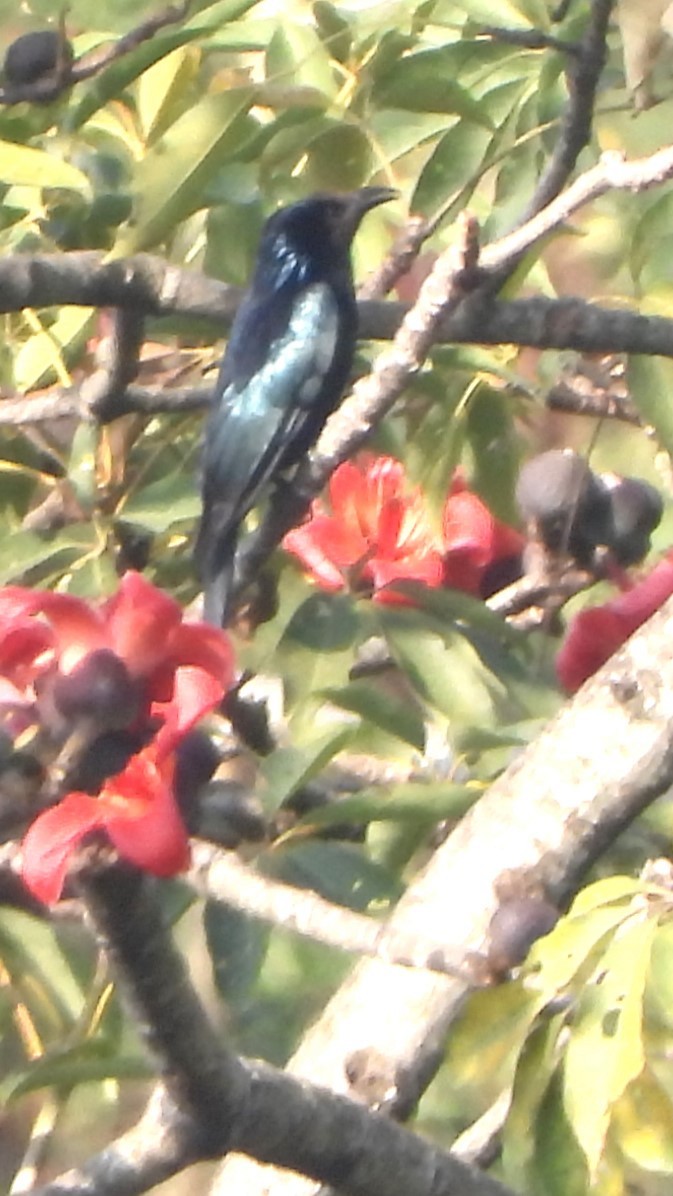 Hair-crested Drongo - Girish Chhatpar