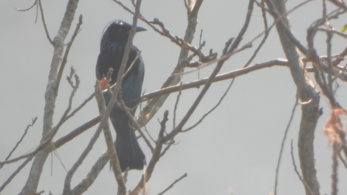 Hair-crested Drongo - Girish Chhatpar