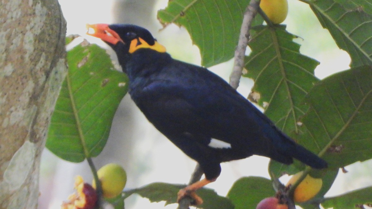 Common Hill Myna - Girish Chhatpar