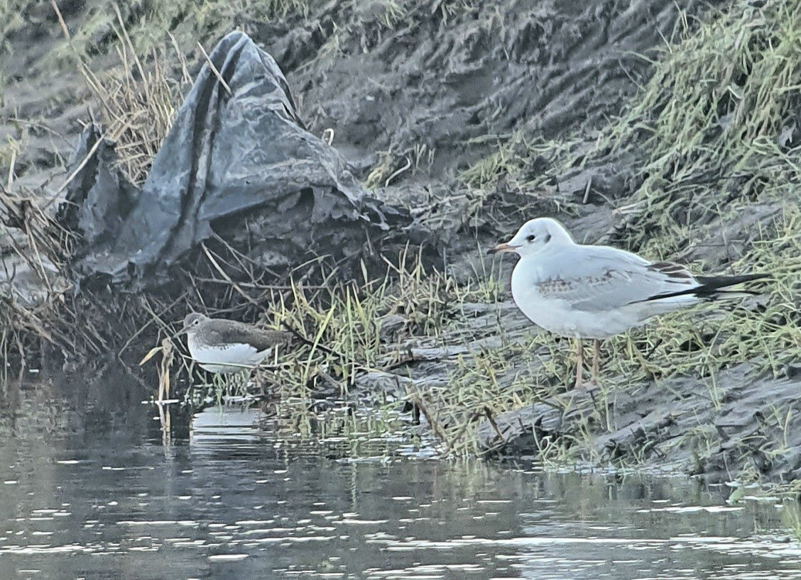 Green Sandpiper - ML613676245