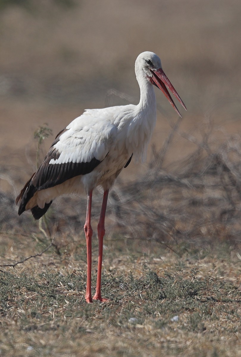 Cigüeña Blanca - ML613676268