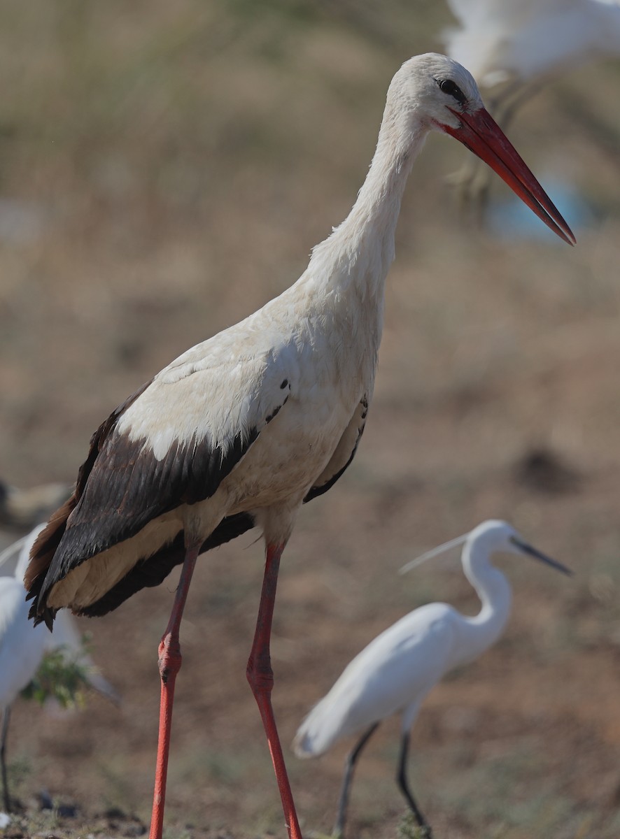 White Stork - ML613676269