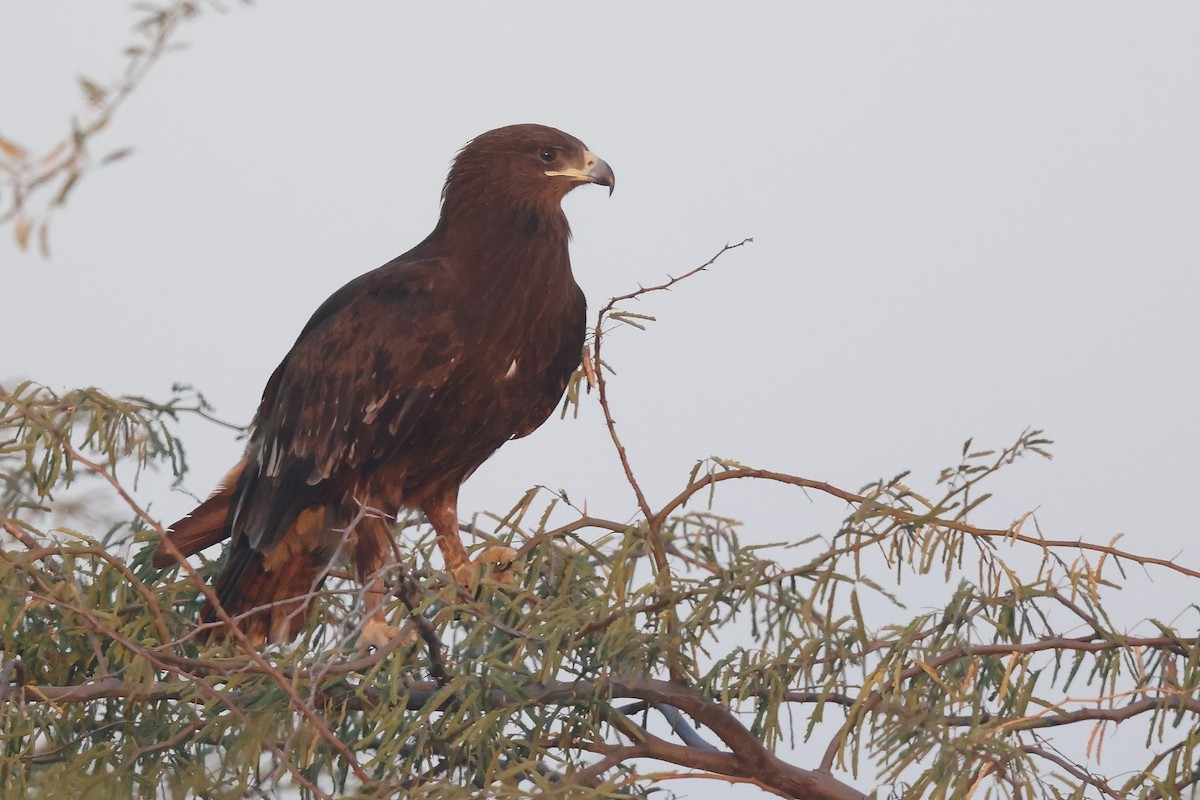 Greater Spotted Eagle - ML613676282