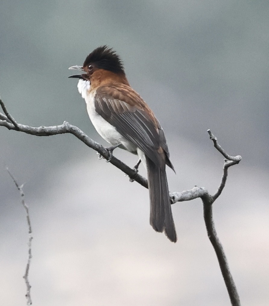 Chestnut Bulbul - ML613676351