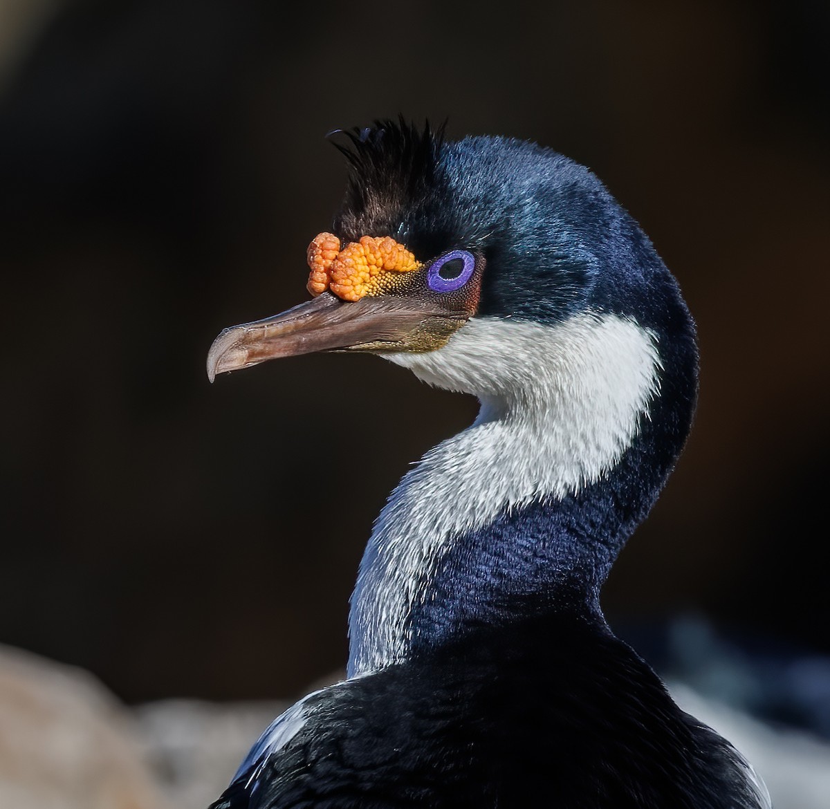 Imperial Cormorant - ML613676359