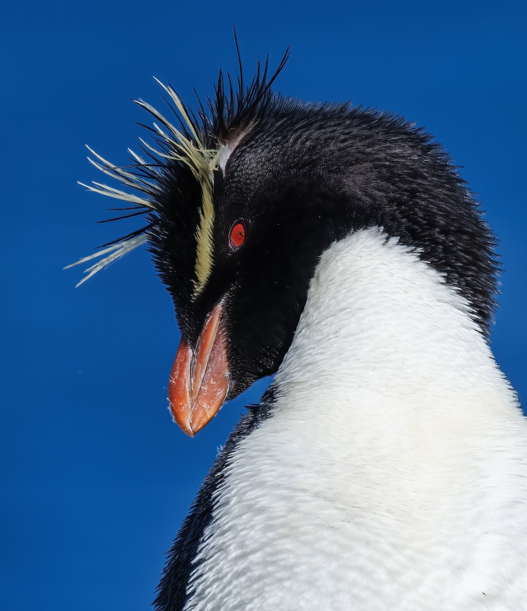 Southern Rockhopper Penguin (Western) - ML613676371