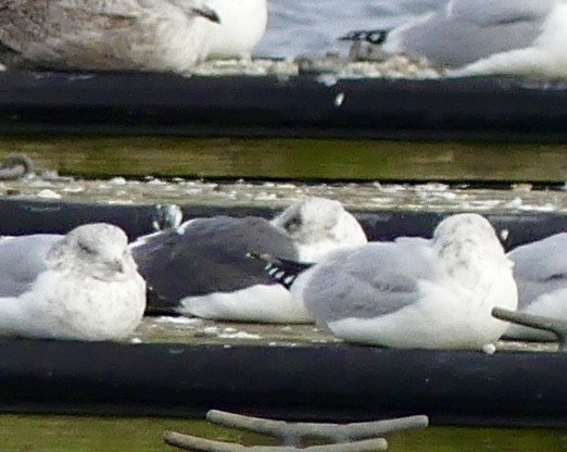 Lesser Black-backed Gull - ML613676396