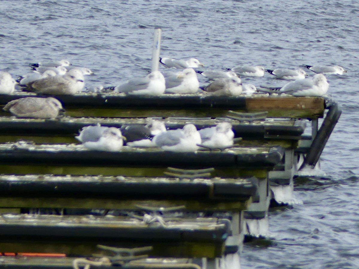 Lesser Black-backed Gull - ML613676397