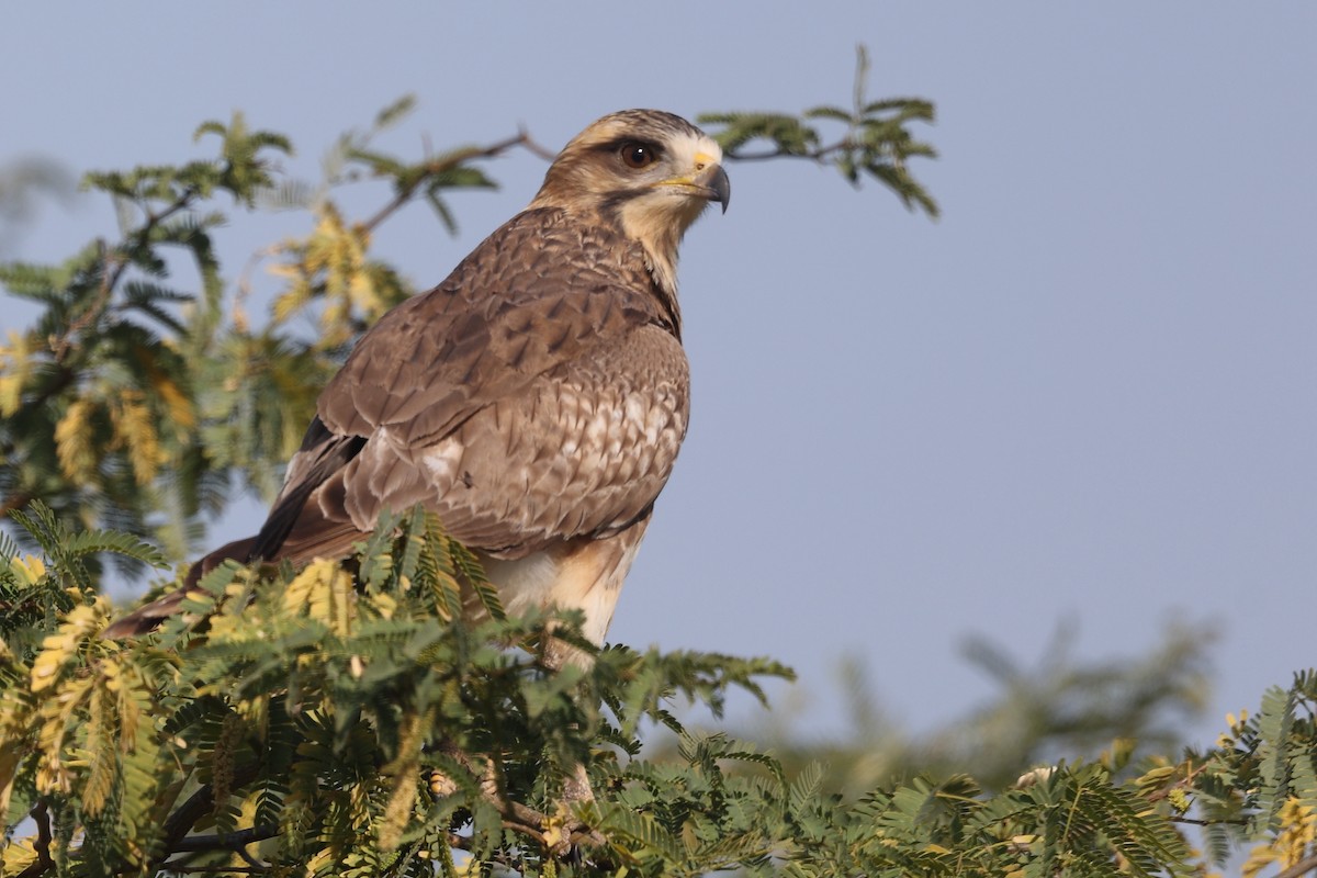 White-eyed Buzzard - Krishnan Sivasubramanian