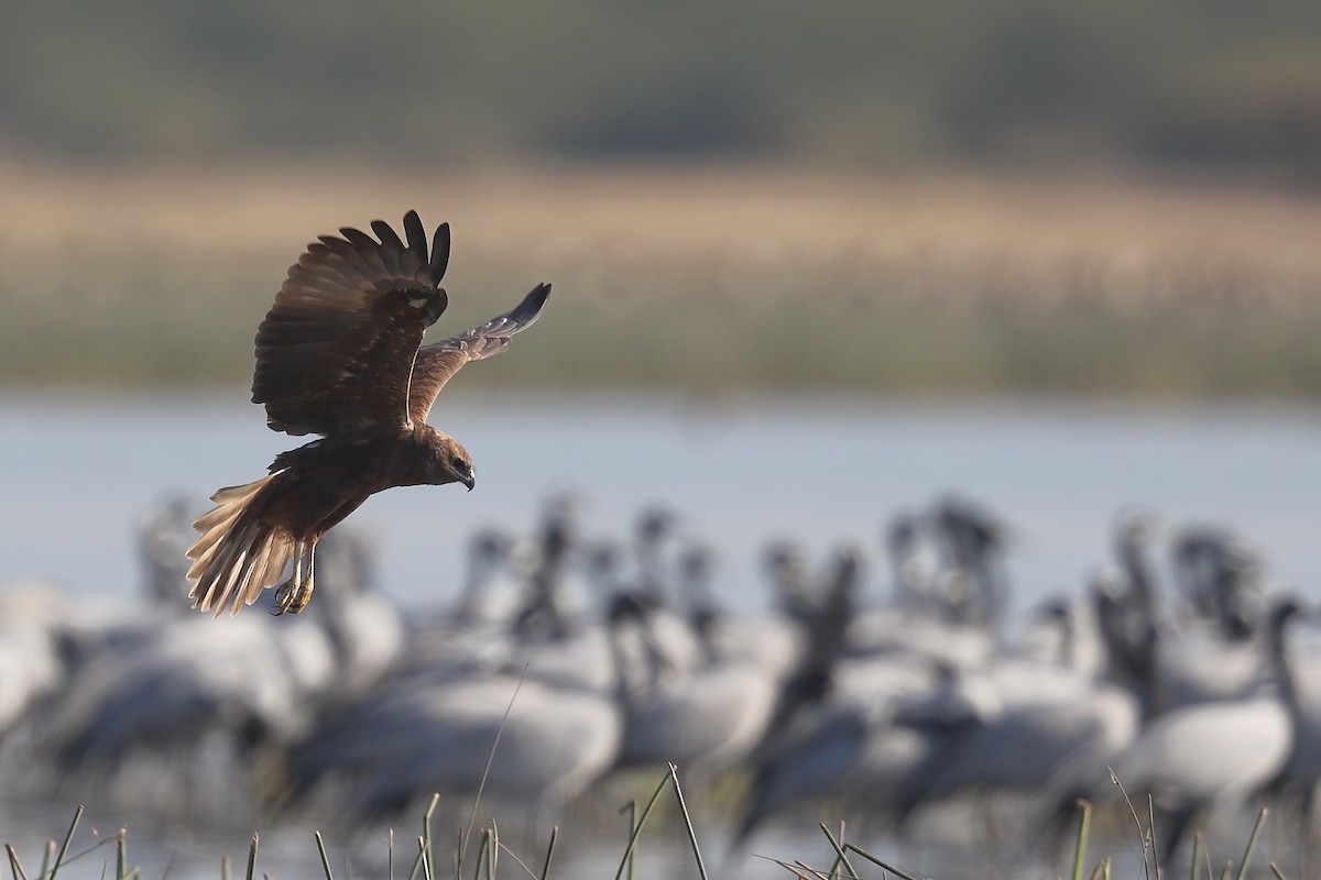 Western Marsh Harrier - ML613676406