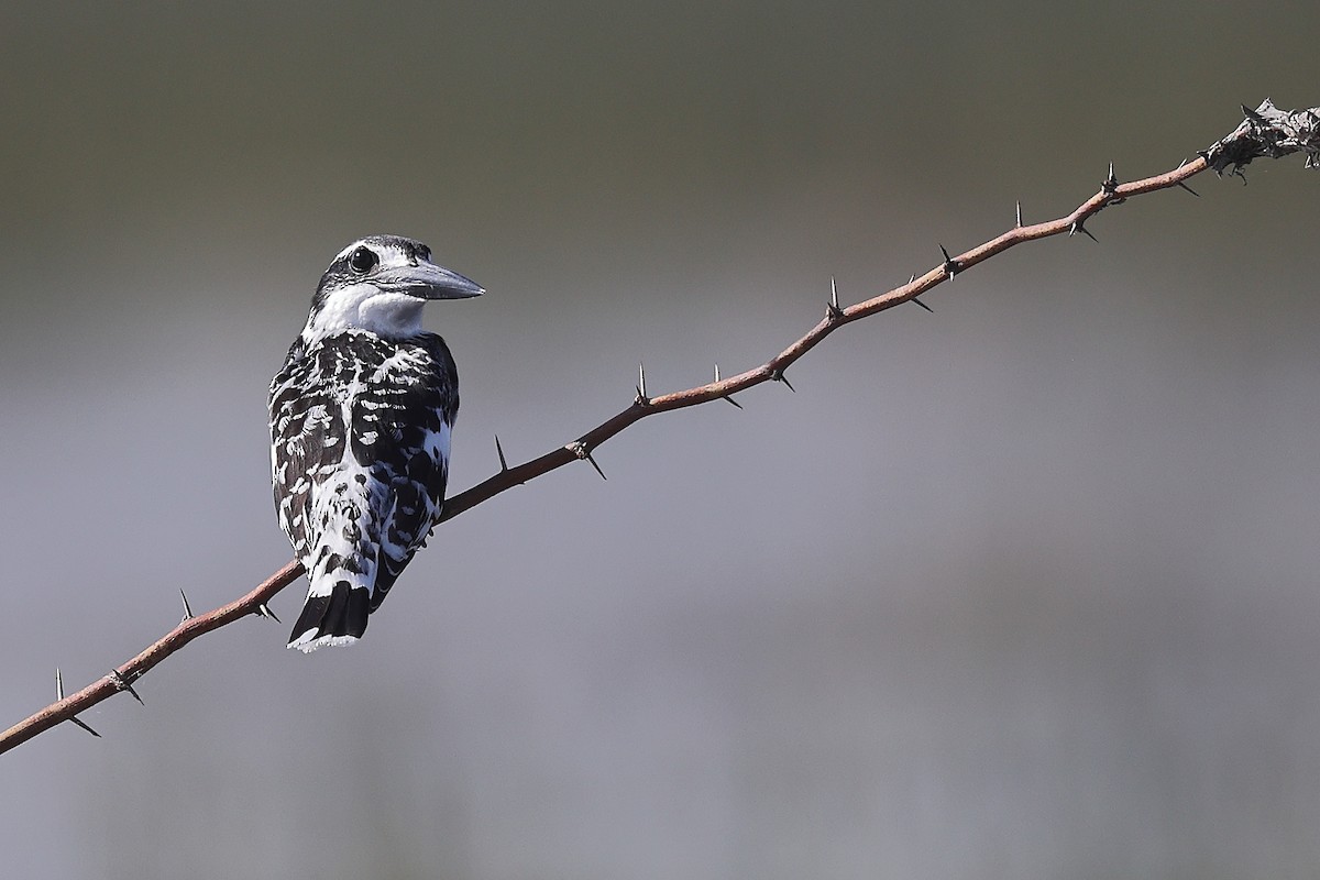 Pied Kingfisher - Krishnan Sivasubramanian