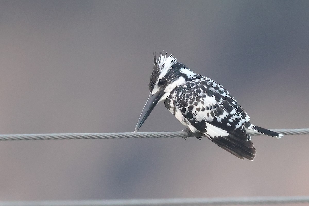 Pied Kingfisher - ML613676428