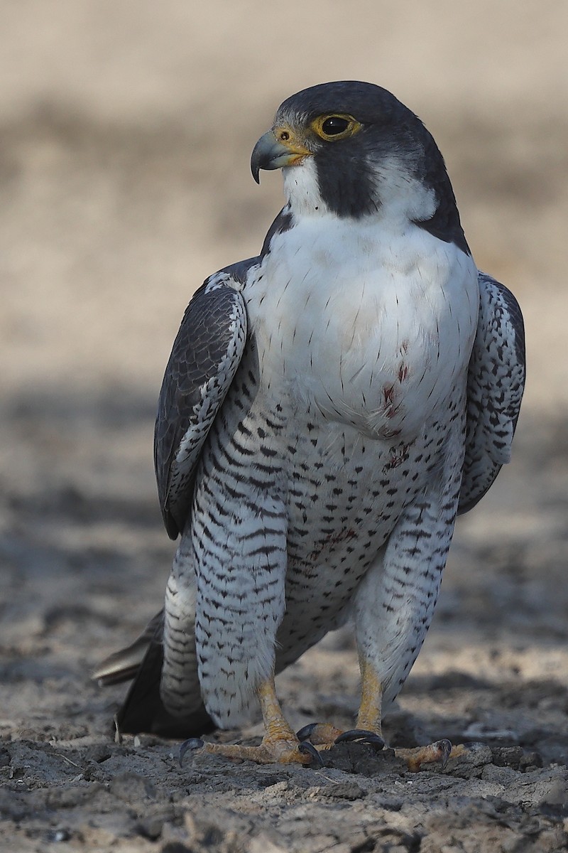 Peregrine Falcon (Tundra) - Krishnan Sivasubramanian