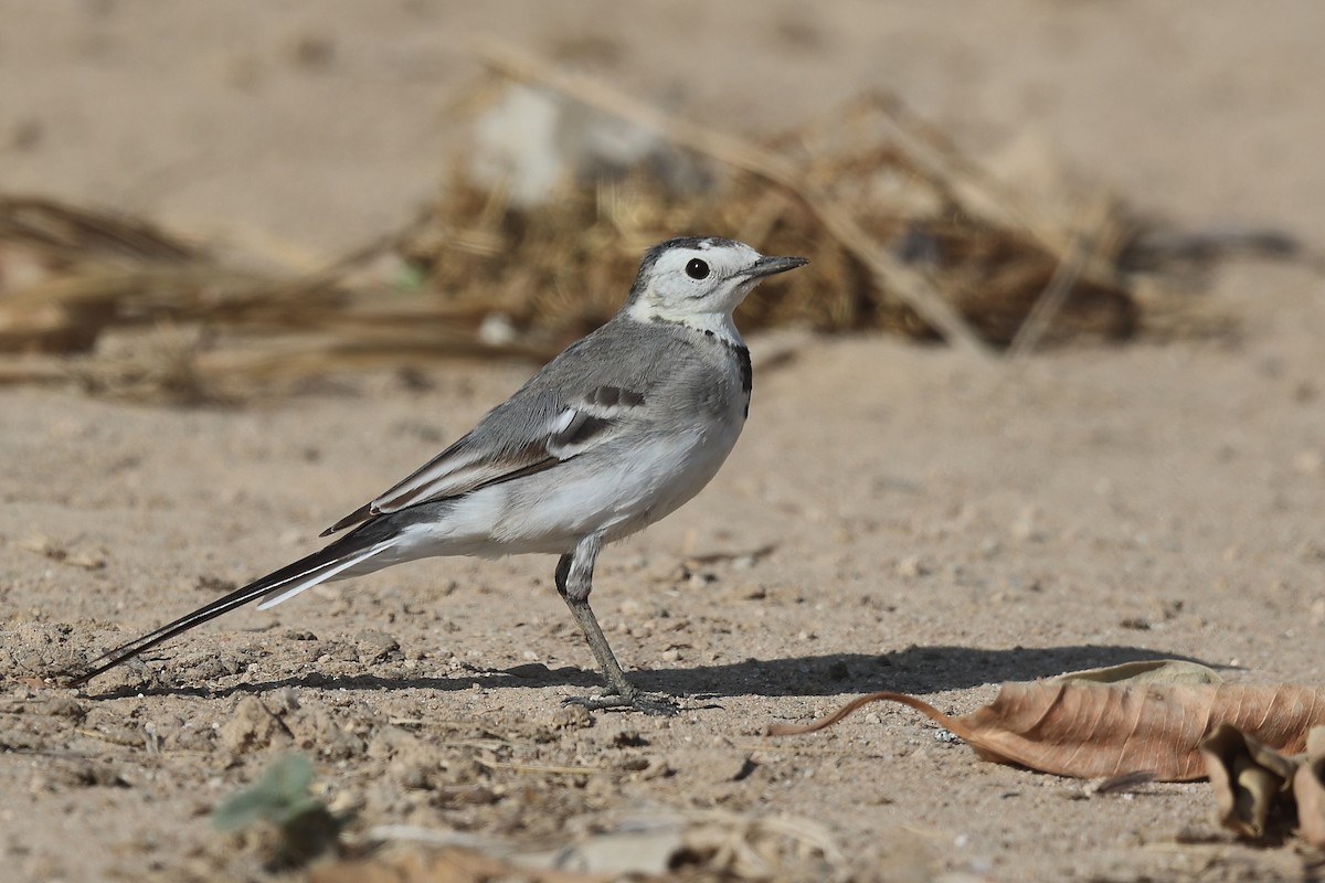 White Wagtail - Krishnan Sivasubramanian