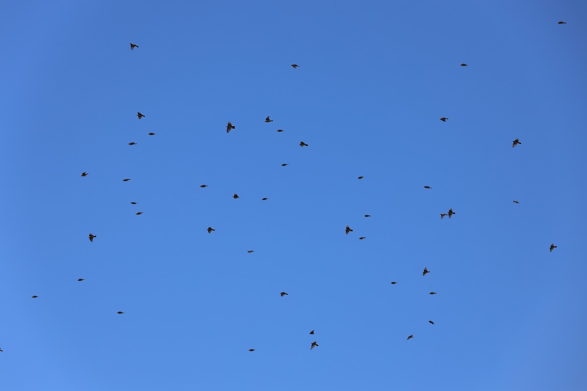 American Pipit - ML613676502