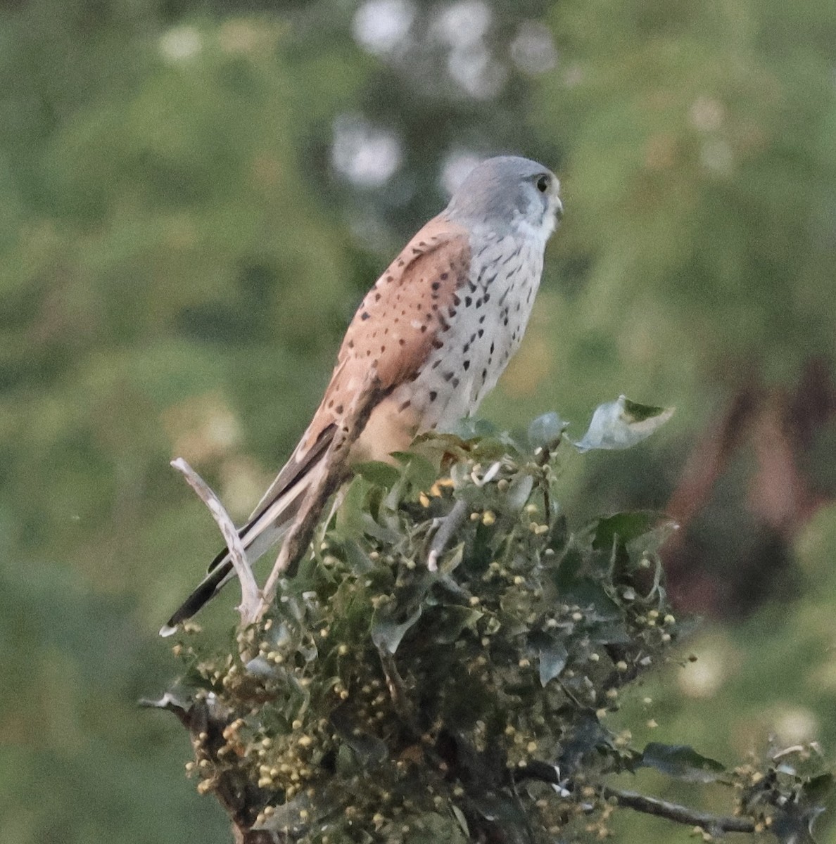 Eurasian Kestrel - ML613676515