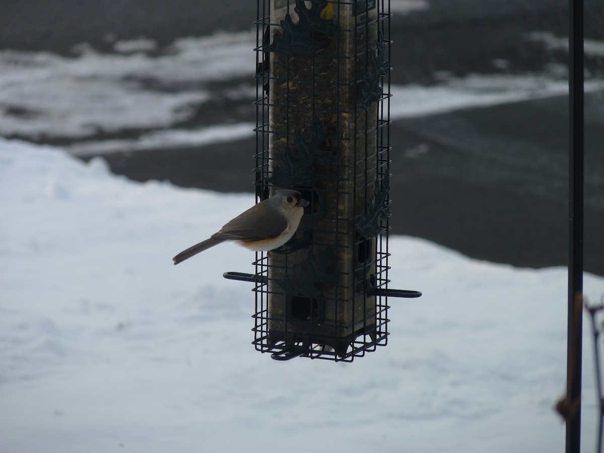 Tufted Titmouse - ML613676537