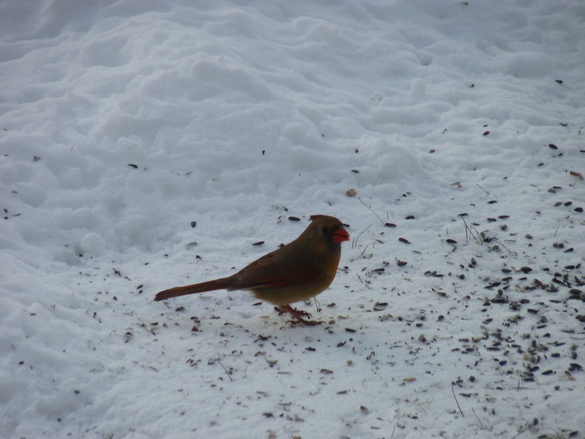 Northern Cardinal - ML613676542