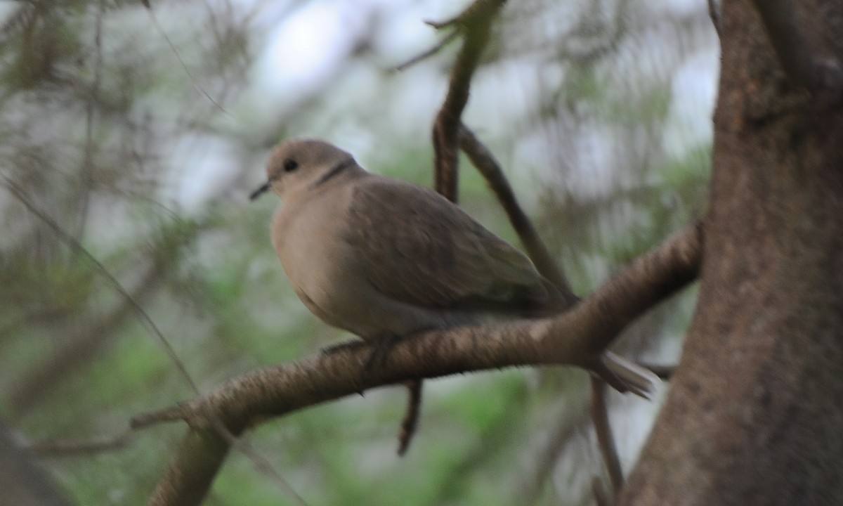 Red Collared-Dove - JOE M RAJA