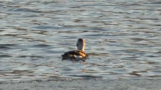 Long-tailed Duck - ML613676606