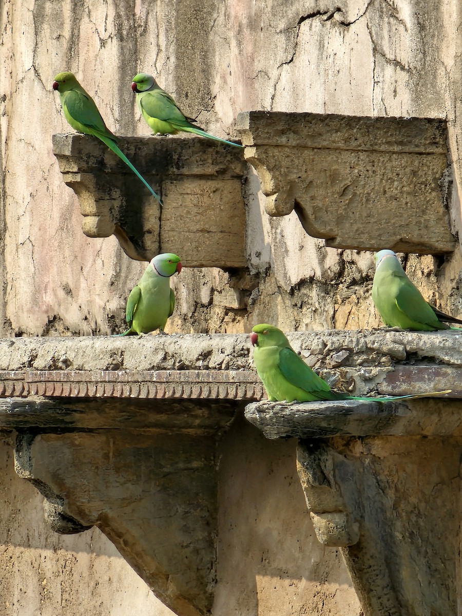 Yeşil Papağan - ML613676634