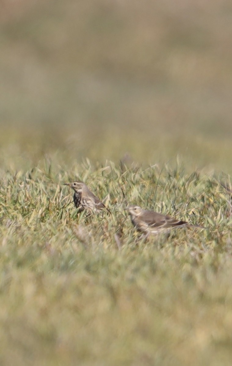 American Pipit - ML613676652