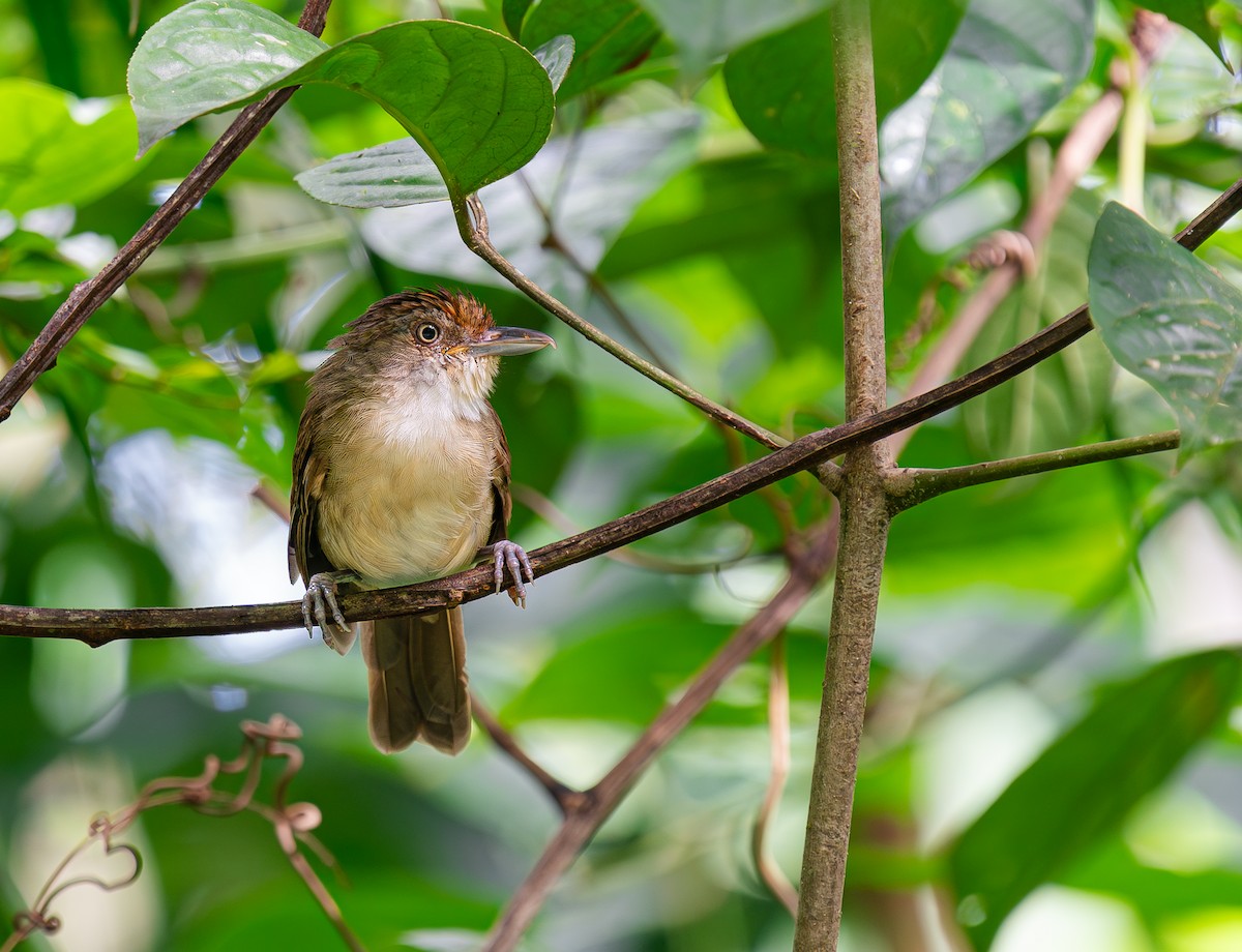 Palawan Babbler - ML613676773