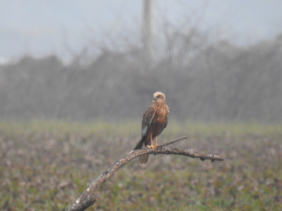 Western Marsh Harrier - ML613676791