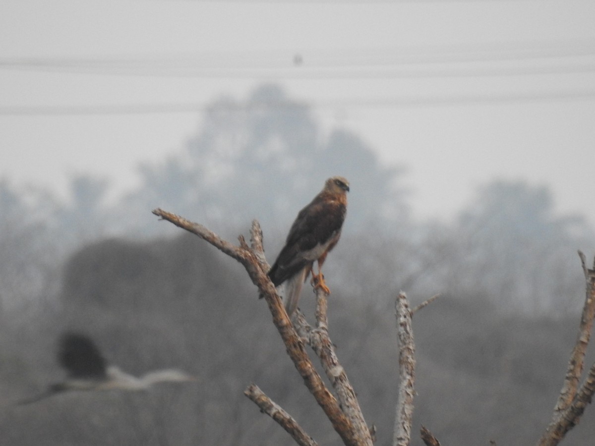 Western Marsh Harrier - ML613676793