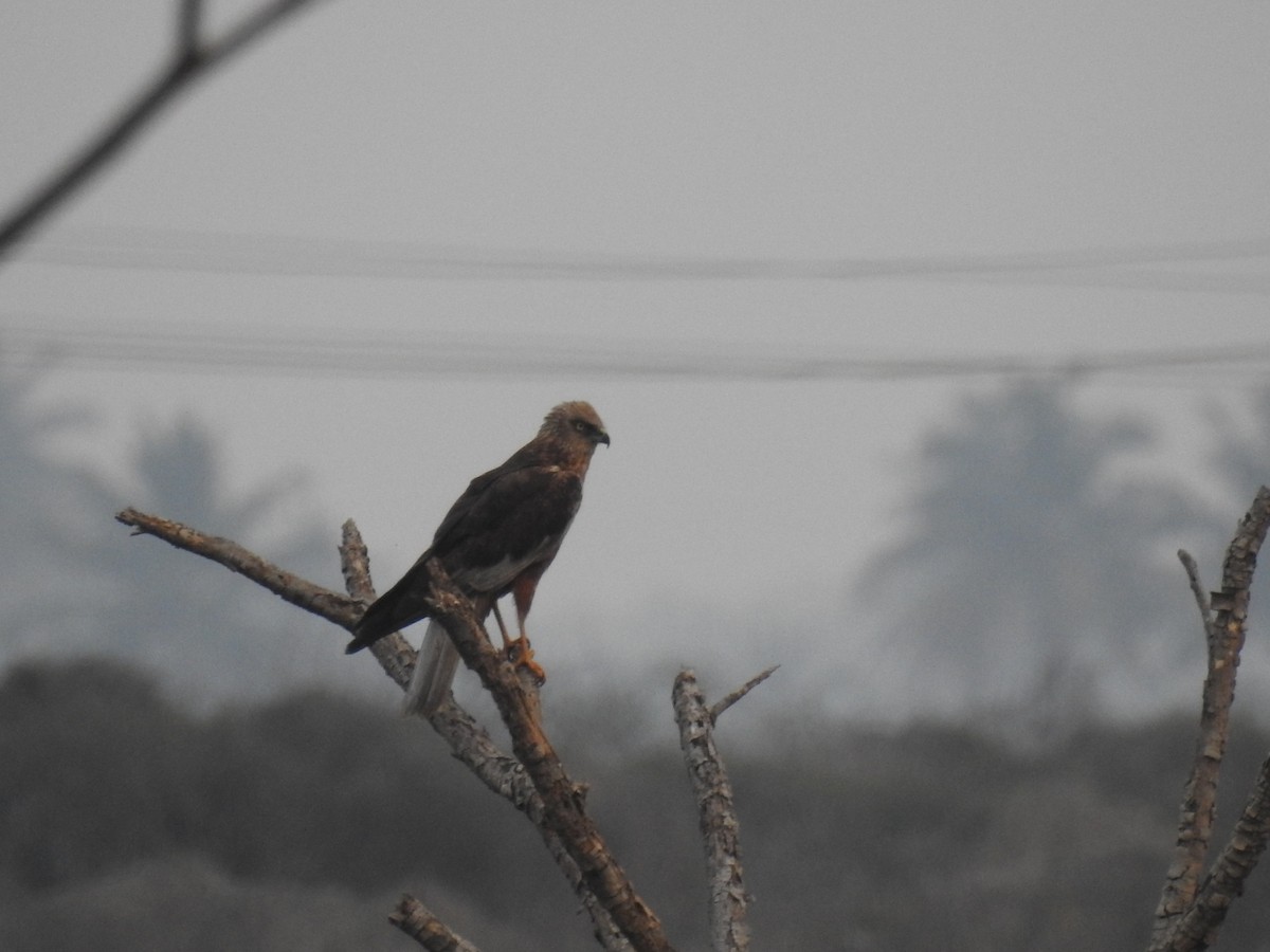 Western Marsh Harrier - ML613676794