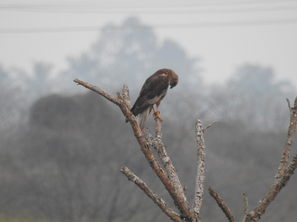 Western Marsh Harrier - ML613676795