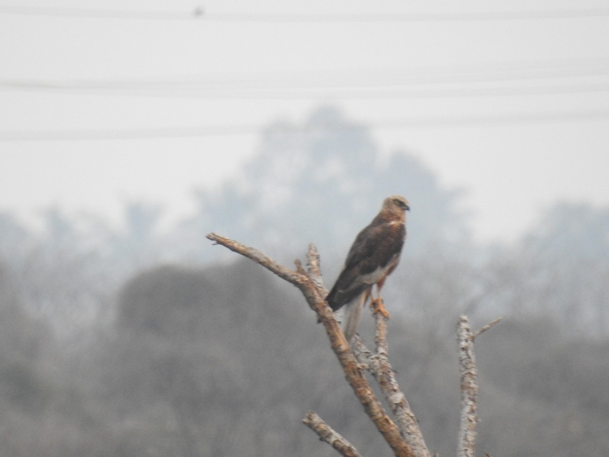 Western Marsh Harrier - ML613676796