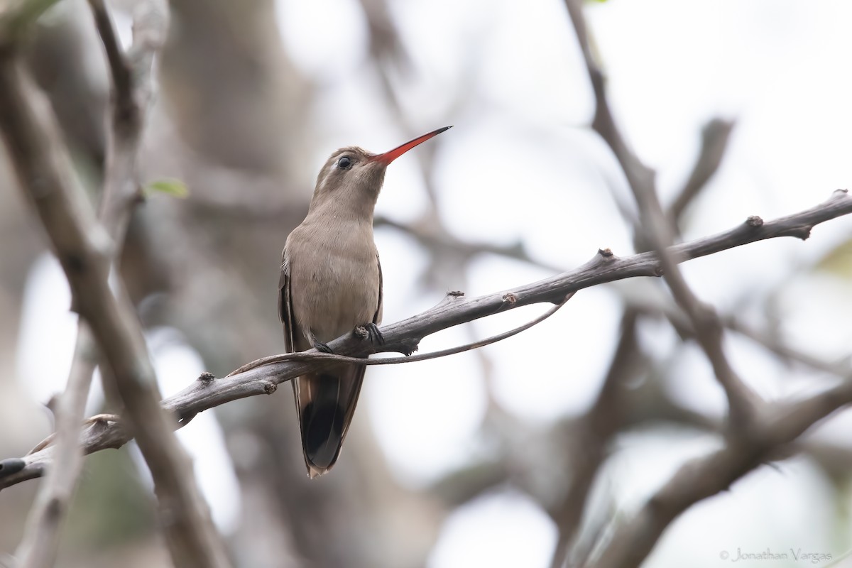 Dusky Hummingbird - Jonathan Vargas