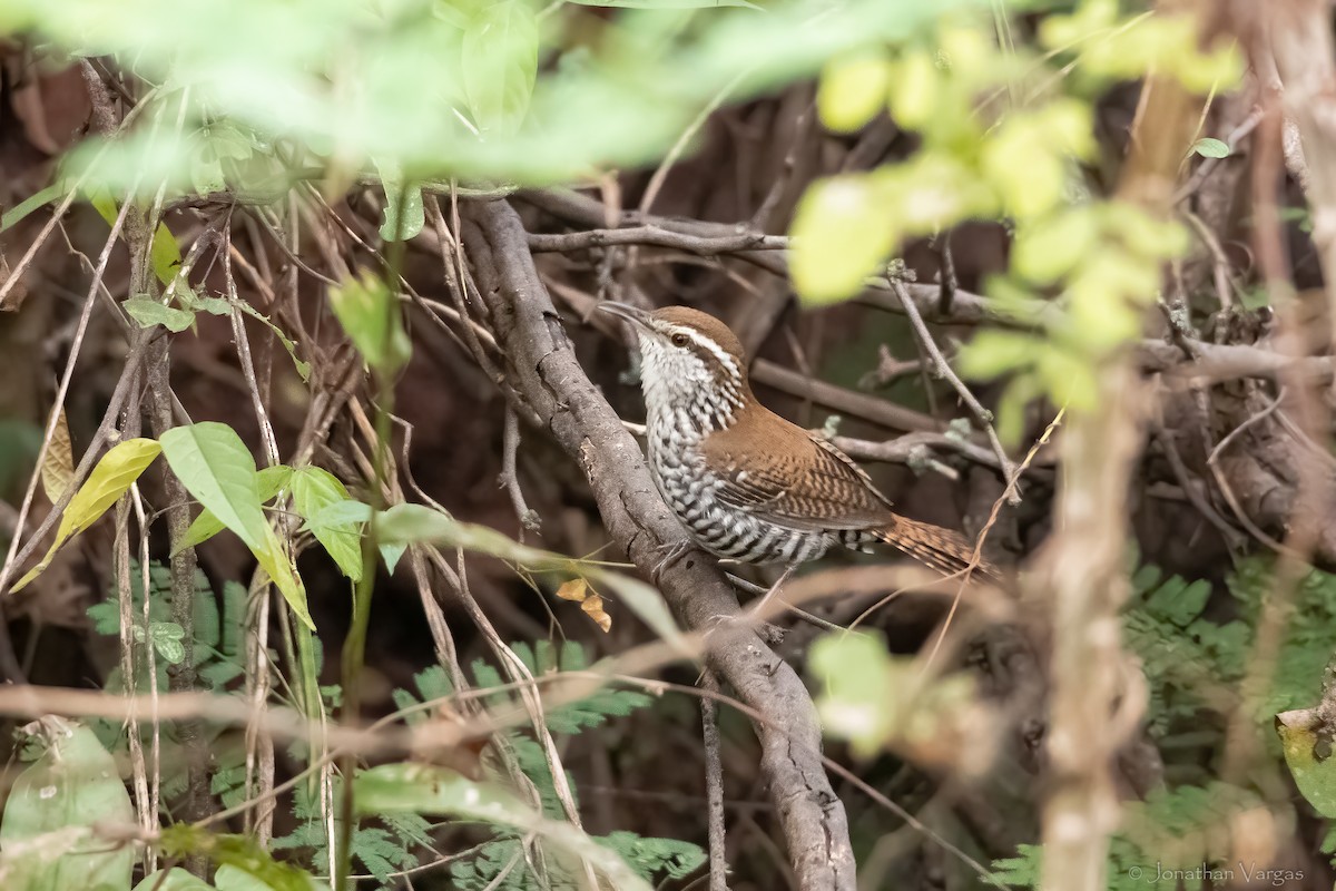 Banded Wren - ML613676821