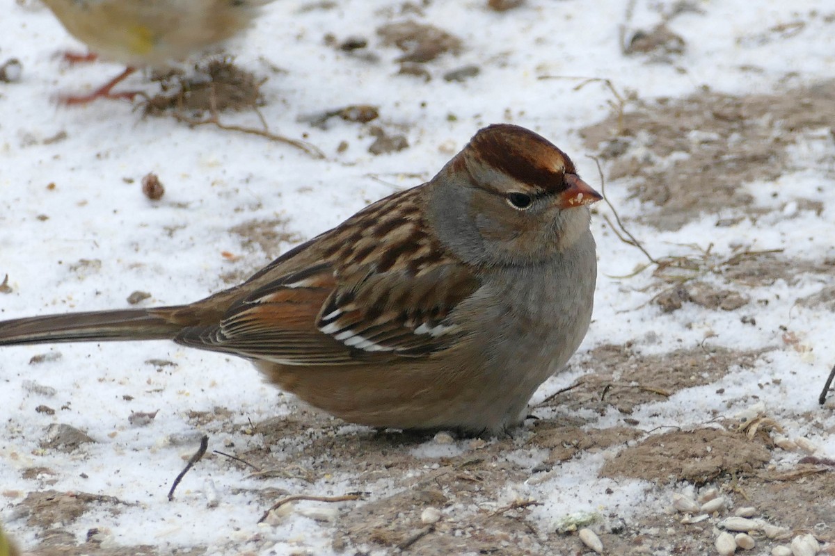 White-crowned Sparrow - ML613676822
