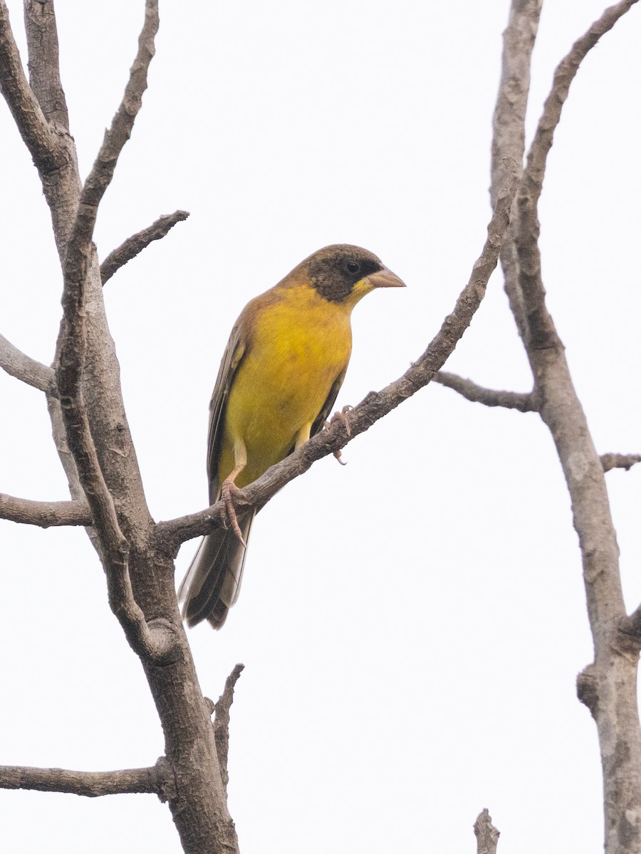 Black-headed Bunting - ML613676955