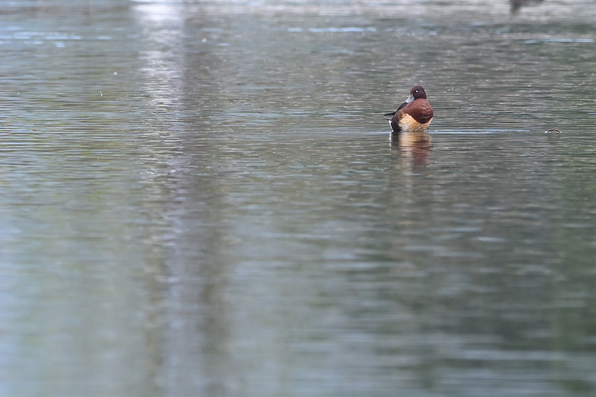 Ferruginous Duck - ML613676978