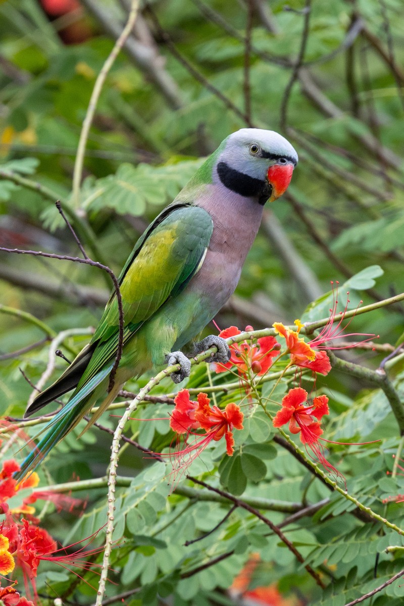 Red-breasted Parakeet - ML613677016