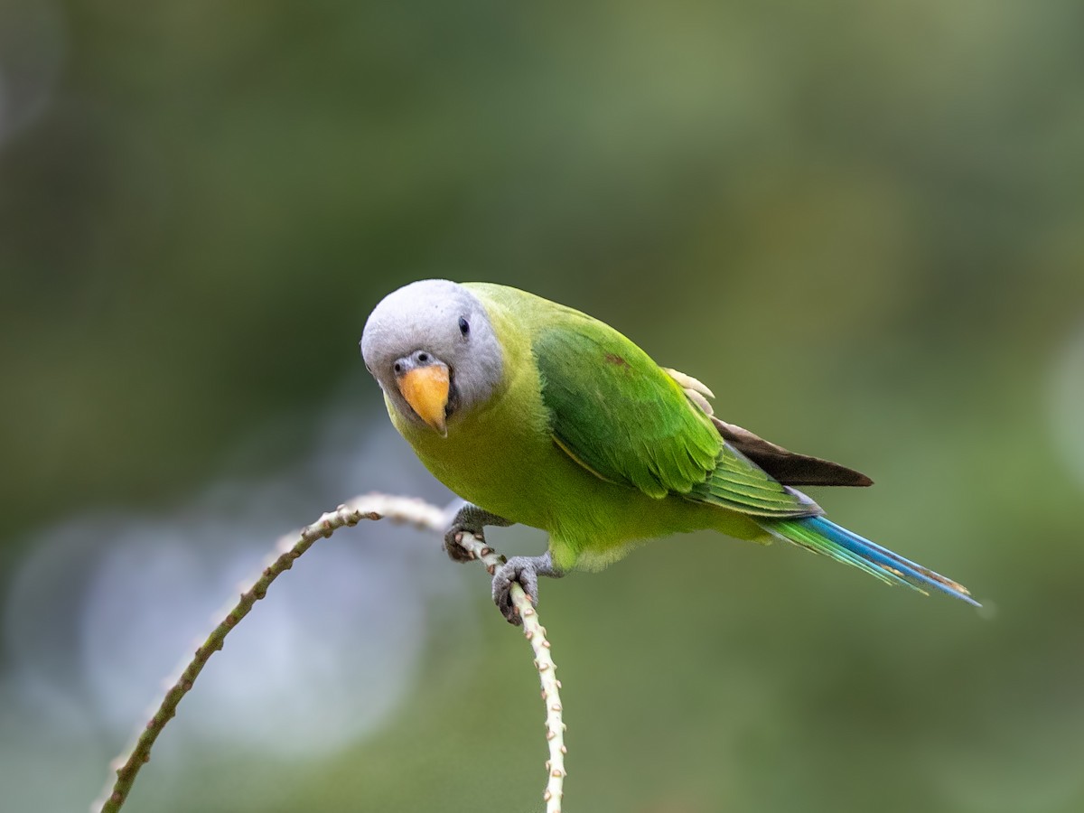 Blossom-headed Parakeet - Niroshan Silva