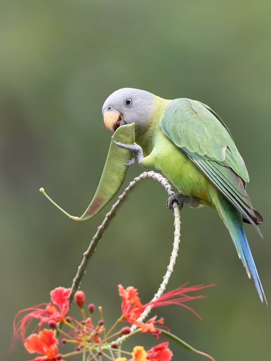 Blossom-headed Parakeet - ML613677030