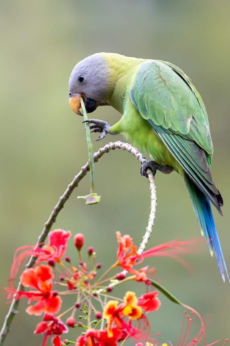 Blossom-headed Parakeet - ML613677031