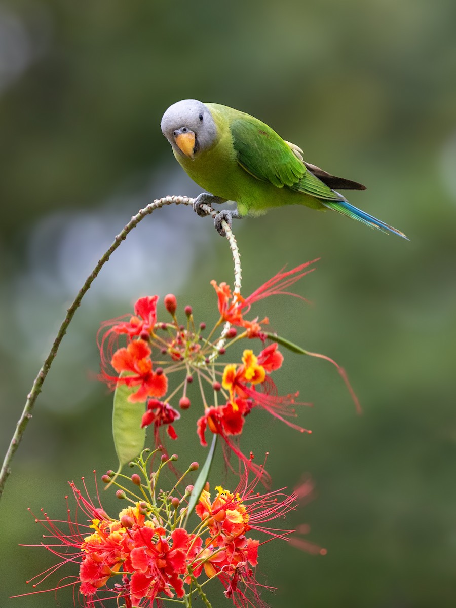 Blossom-headed Parakeet - Niroshan Silva