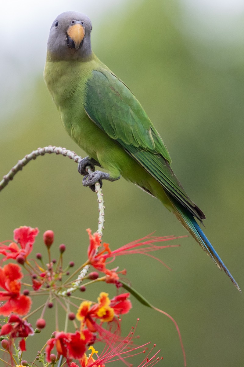 Blossom-headed Parakeet - Niroshan Silva