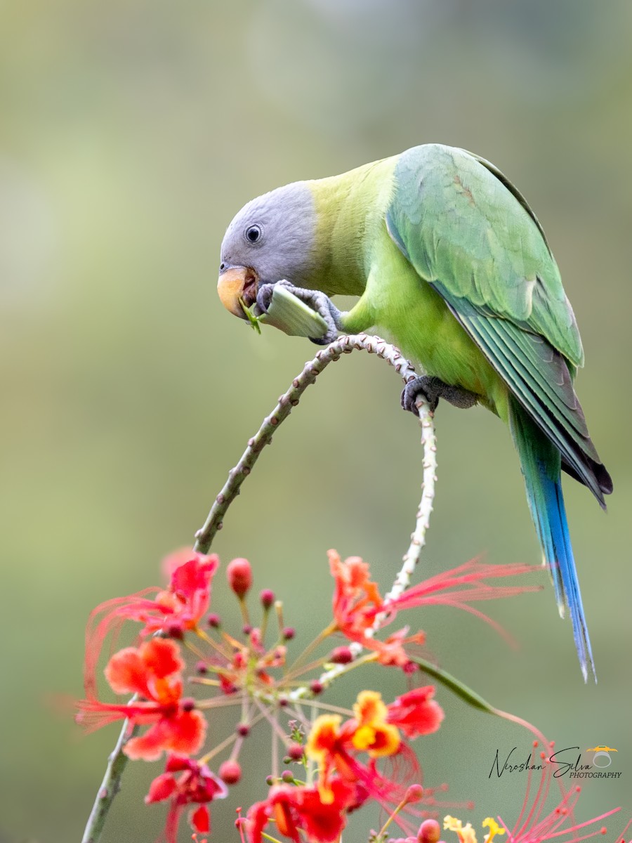 Blossom-headed Parakeet - Niroshan Silva