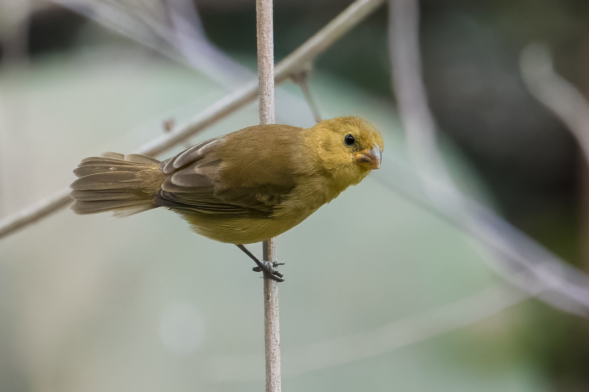 Variable Seedeater - ML613677075