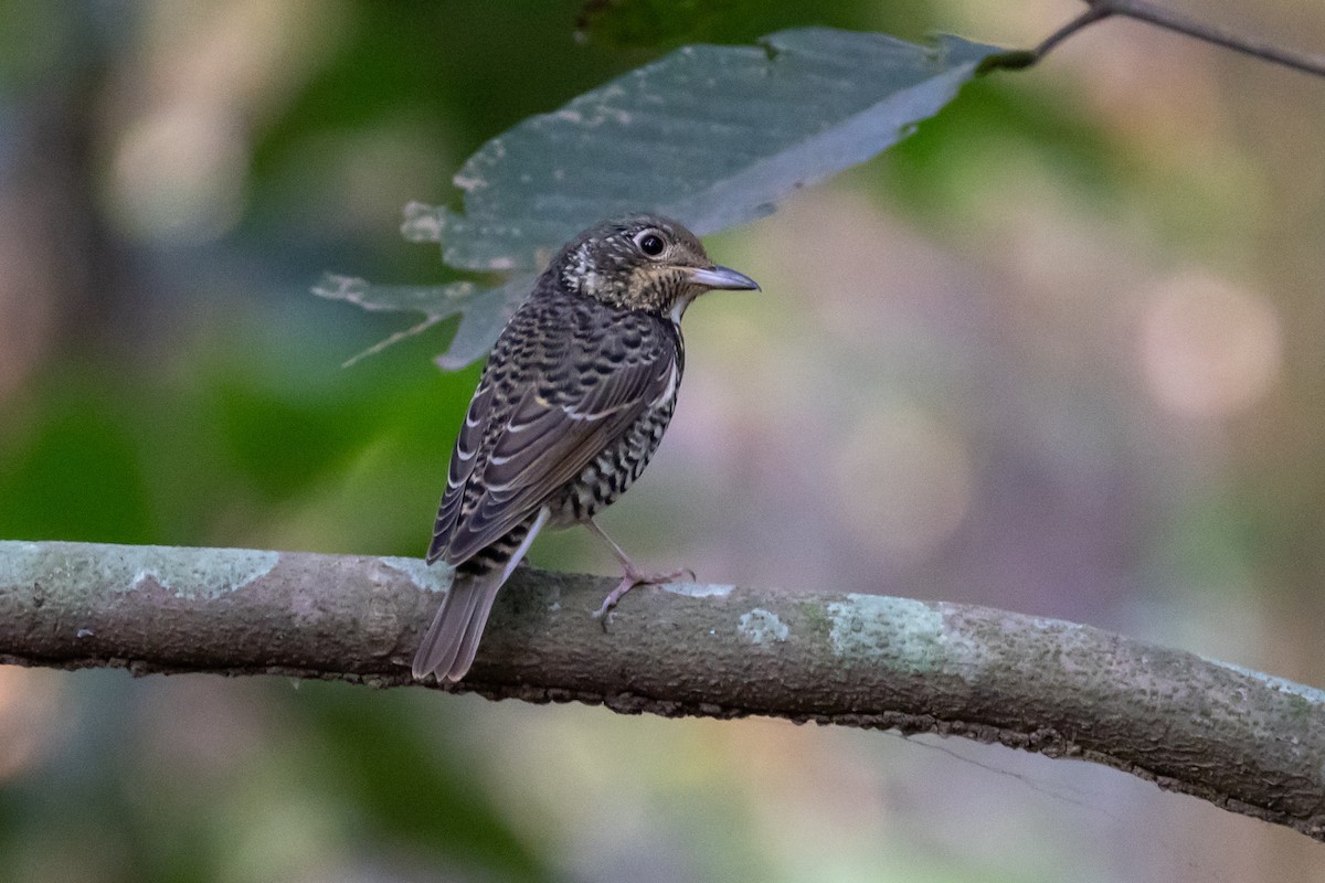 White-throated Rock-Thrush - Niroshan Silva