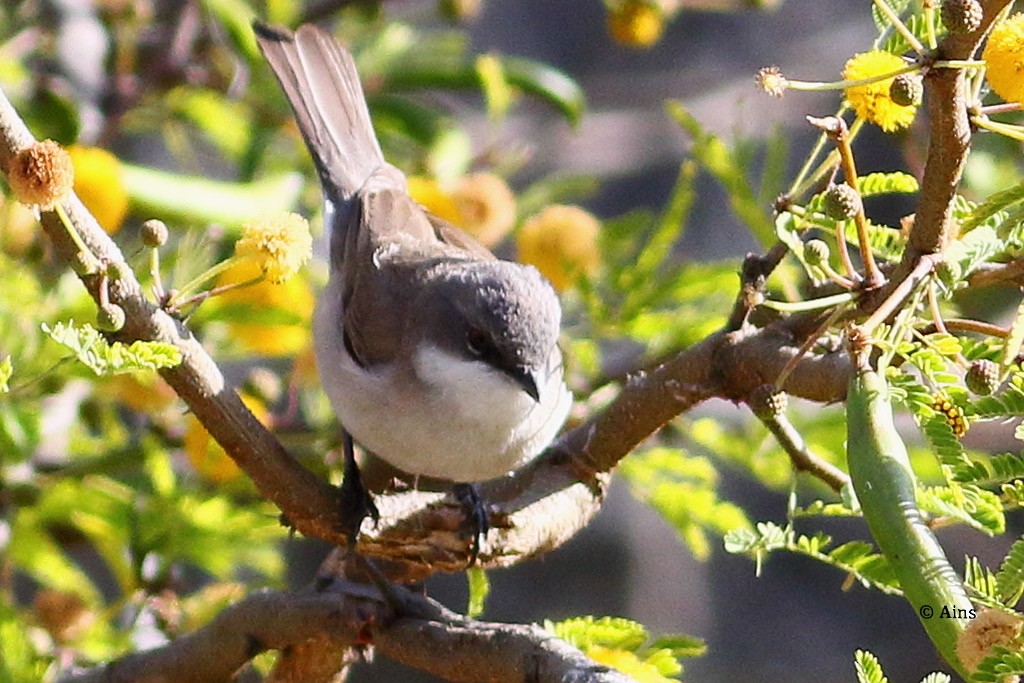 Lesser Whitethroat - ML613677088