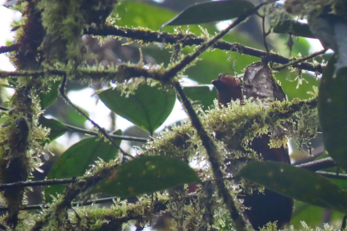 Andean Cock-of-the-rock - ML613677101