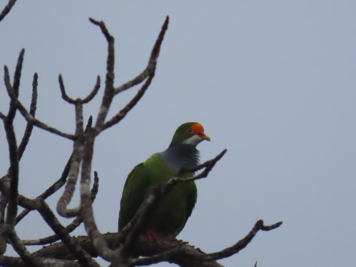 Orange-fronted Fruit-Dove - Ute Langner